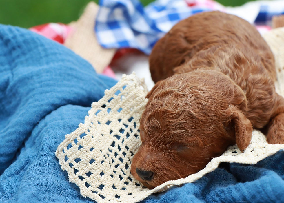 Thumbnail: Toy Poodle Puppy For Sale 