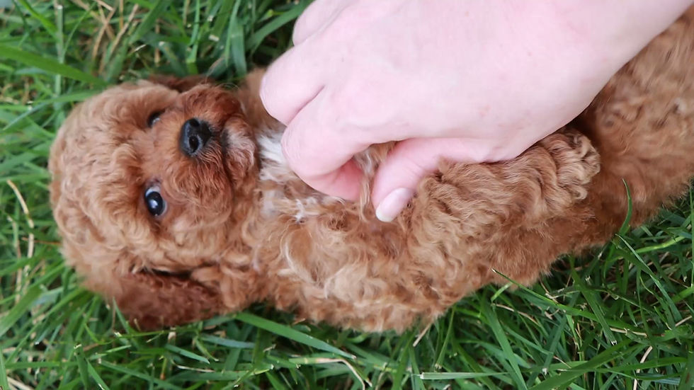 Thumbnail: Cindy | Mini Poodle