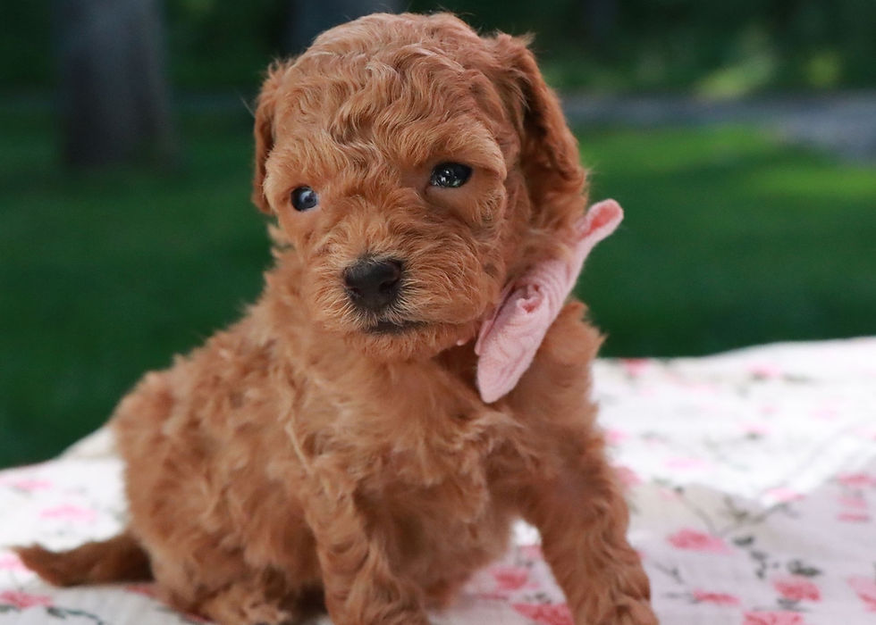 Toy Poodle Puppy For Sale