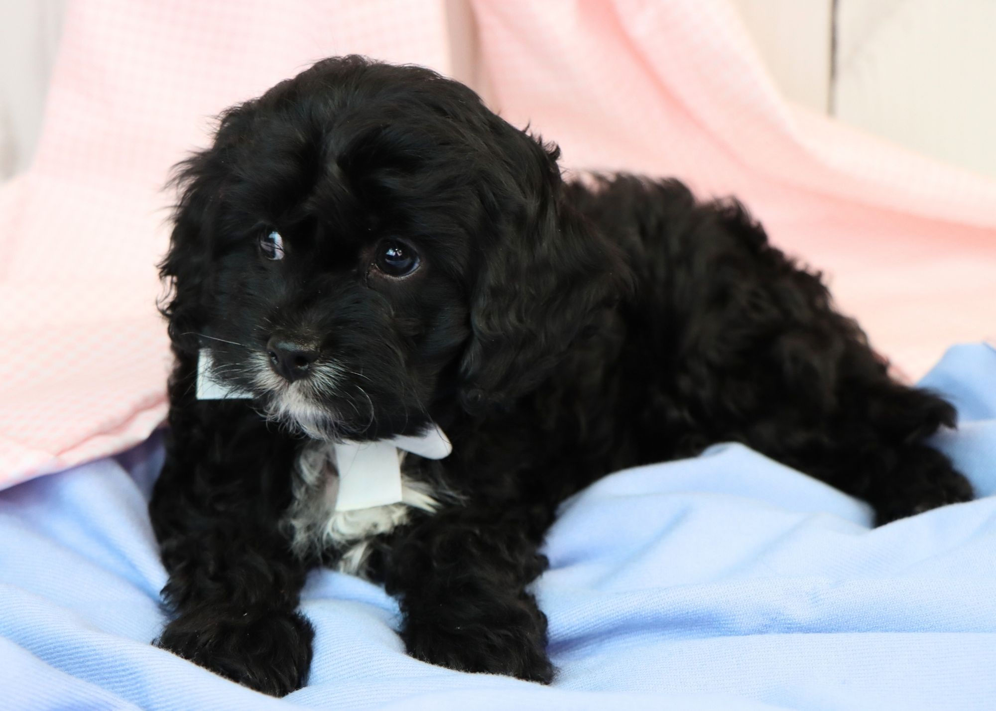 Cavapoo Puppy For Sale 