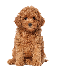 Mini Poodle Puppy For Sale 