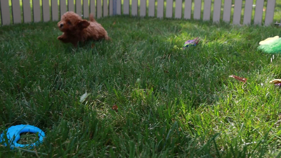 Thumbnail: Zuri | Toy Poodle Puppy | Adopted 