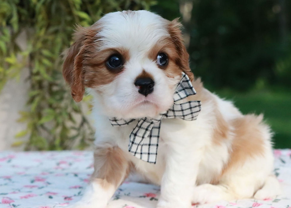 cavalier king charles puppy for sale