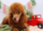 mini poodle puppy for sale
