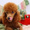 Thumbnail: mini poodle puppy for sale