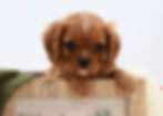Cavalier Puppy For Sale