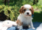 cavalier king charles puppy for sale