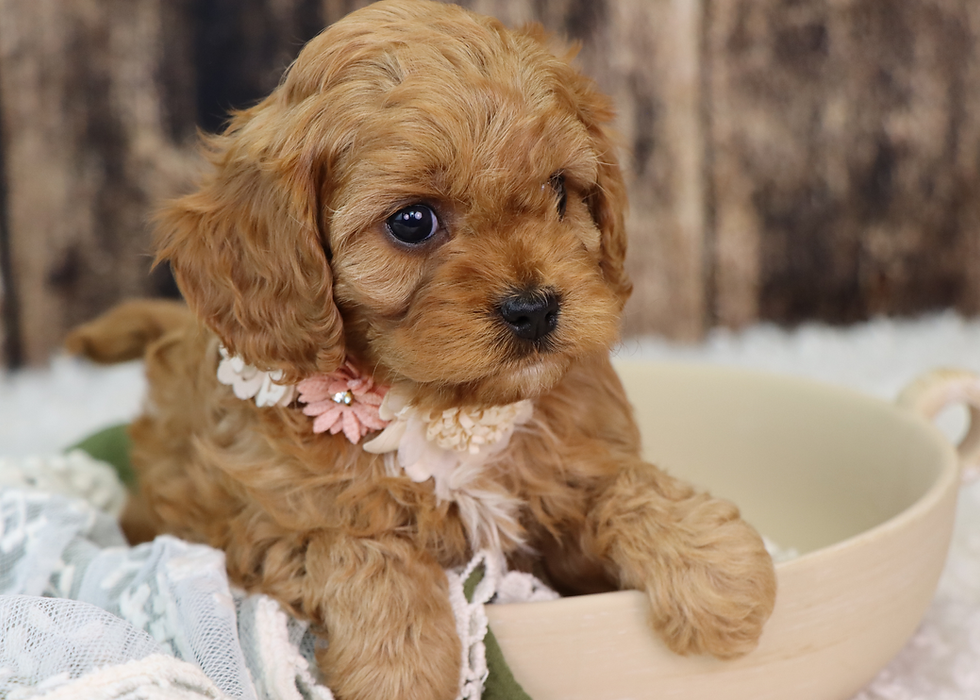 Thumbnail: Cavapoo Puppy For Sale 