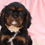 Thumbnail: Cavalier Puppy For Sale 