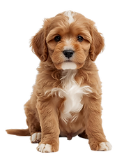 Mini Poodle Puppy For Sale