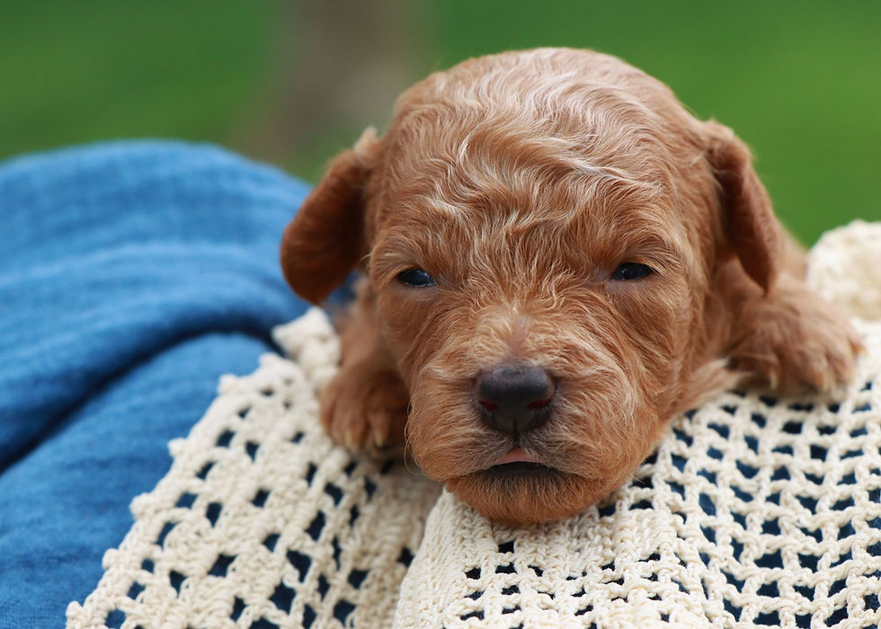 Toy Poodle Puppy For Sale 