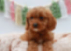 Cavapoo Puppy For Sale