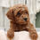 Thumbnail: Toy Poodle Puppy For Sale 