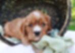 Thumbnail: cavalier king charles puppy for sale 