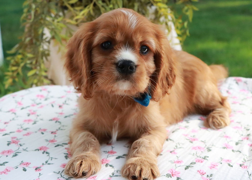 cavalier king charles puppy for sale