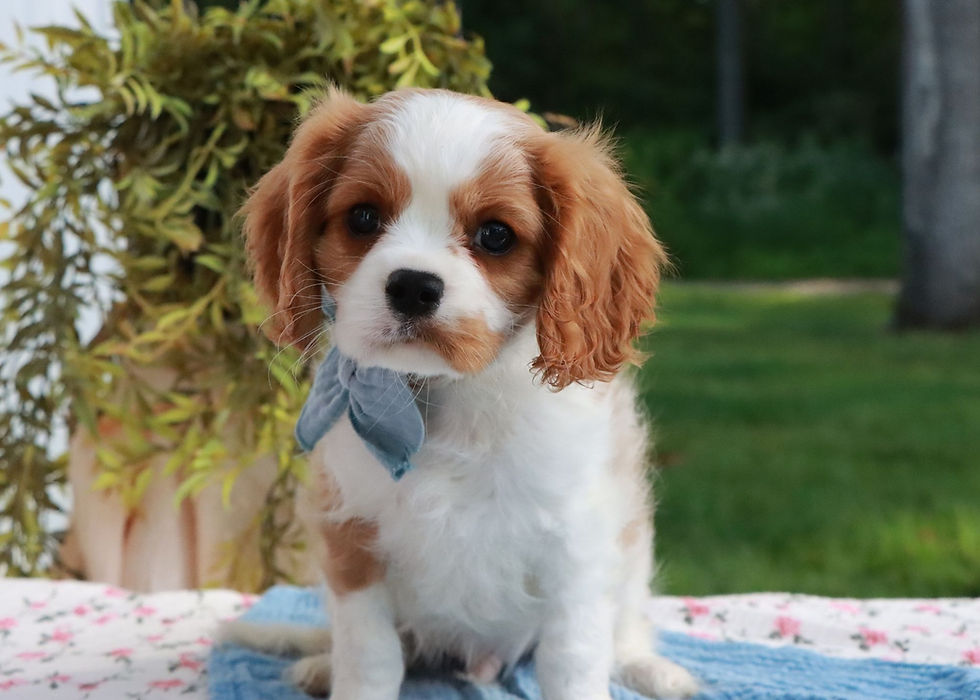 cavalier king charles puppy for sale