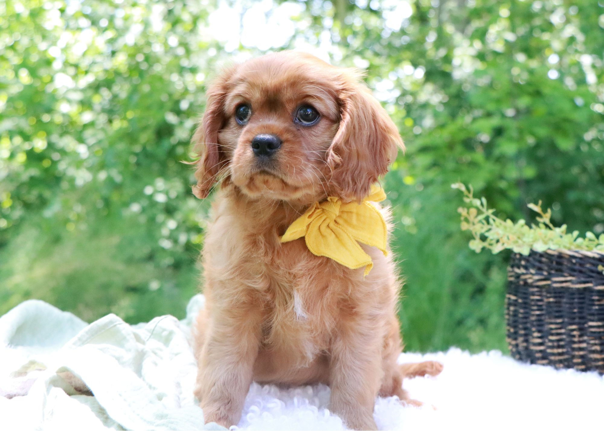 Cavapoo Puppy For Sale