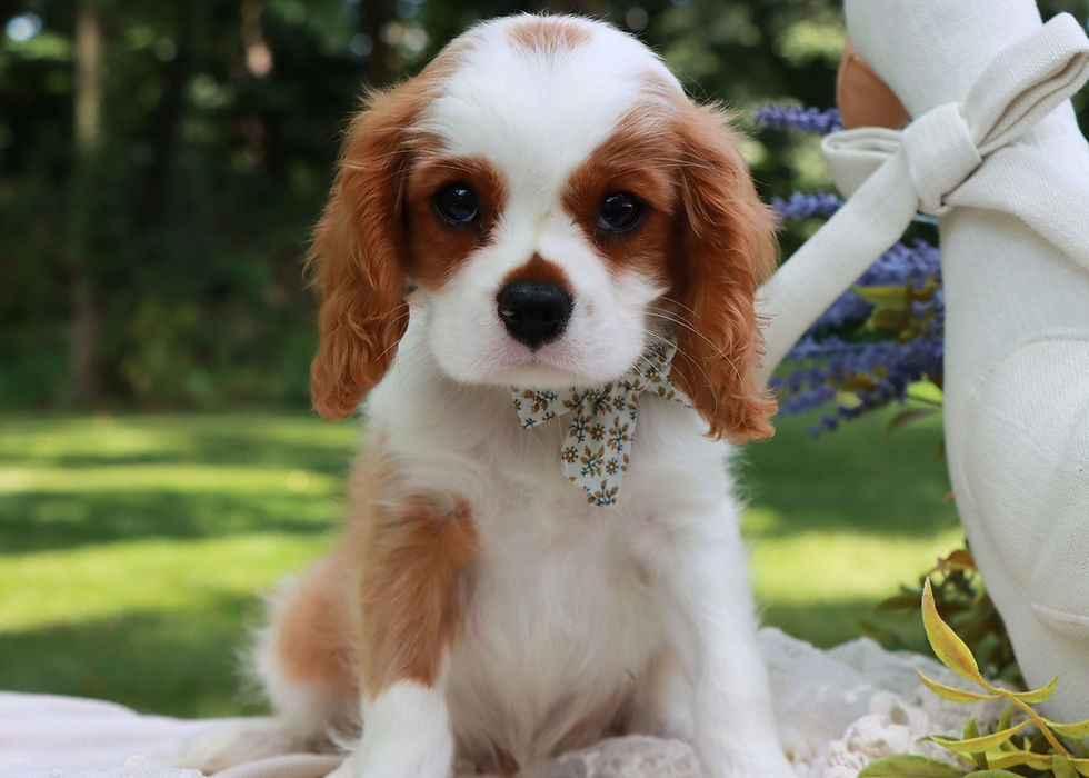 Thumbnail: cavalier king charles puppy for sale 