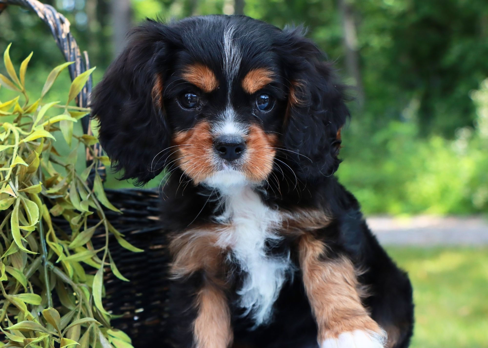 cavalier king charles puppy for sale