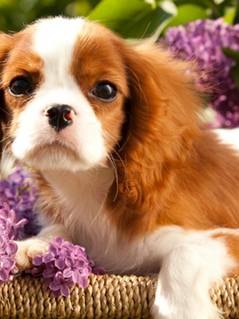 A Cavalier King Charles Puppy in a Basket With Flowers