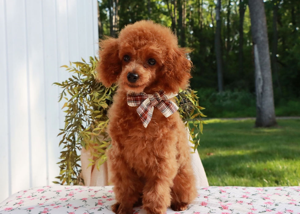 Toy Poodle Puppy For Sale
