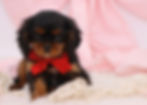 Thumbnail: Cavalier King Charles  Spaniel Puppy For Sale 