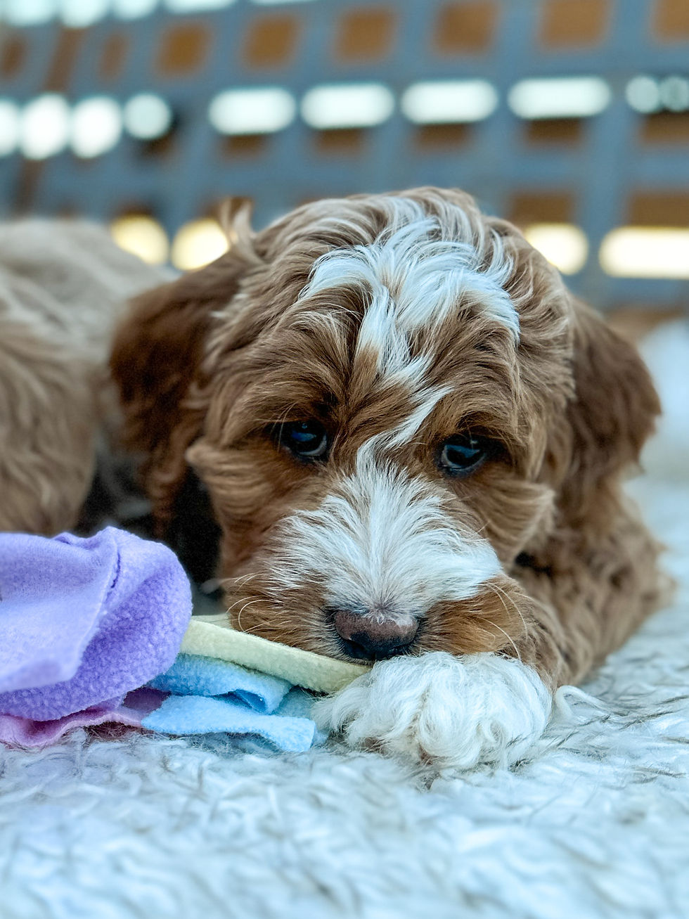 Eye-level view of a Goldendoodle puppy playing in a sunny backyard