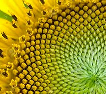 spirale 11