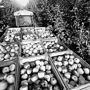 HARVEST