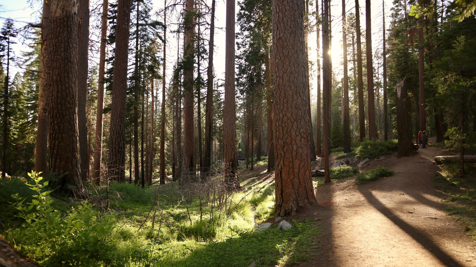 Mariposa Grove