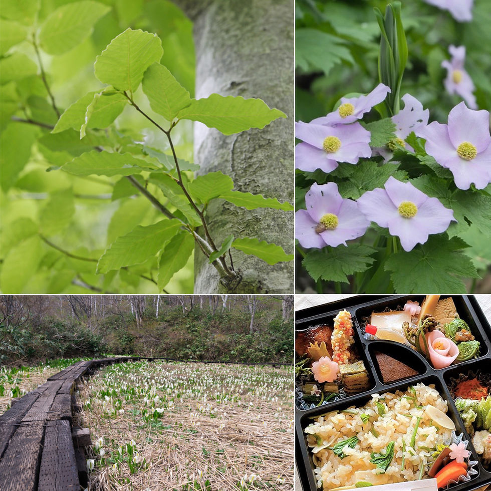 【森の女王と山野草の女王に会いに新緑の長野・信濃町へ】
