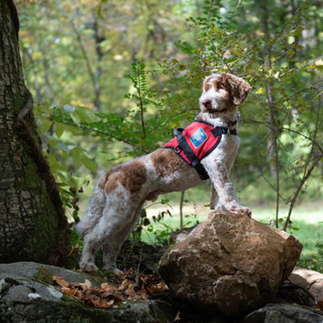 A Trained Service Canine Companion