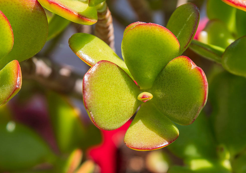 Plan rapproché des feuilles d'une plante grasse d'un vert tendre et délicat, ses pétal ouvert semblent nous inviter