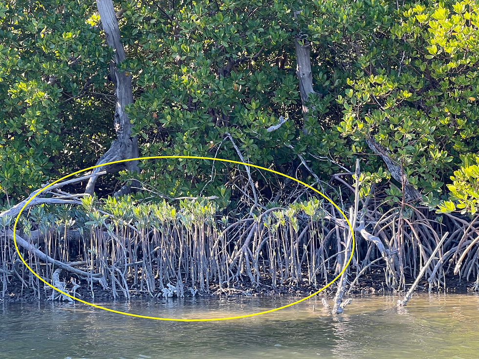 Sprouting propagules colonize an open spot created when a tree was toppled. We are guessing these are probably from Hurricane Ian in 2022.