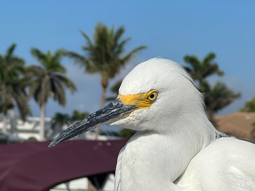 Snowy Egret at the dock in Marco Island