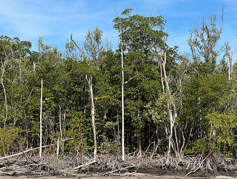Maybe these dead snags, weathered white by the sun, date back to Hurricane Irma 2017.