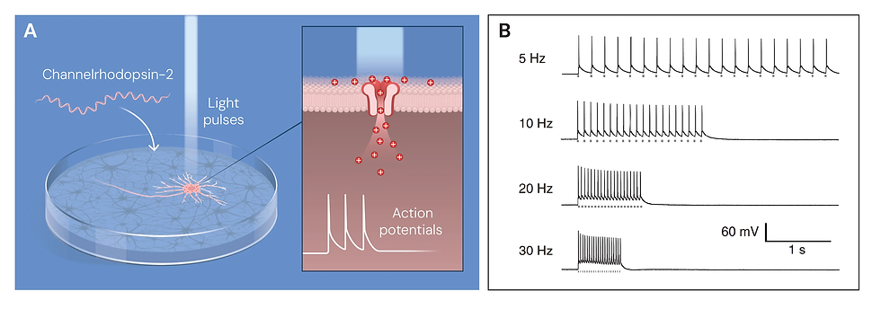การควบคุมเซลล์ประสาทด้วยแสงโดยใช้เทคนิคออปโตเจเนติกส์ (optogenetics)