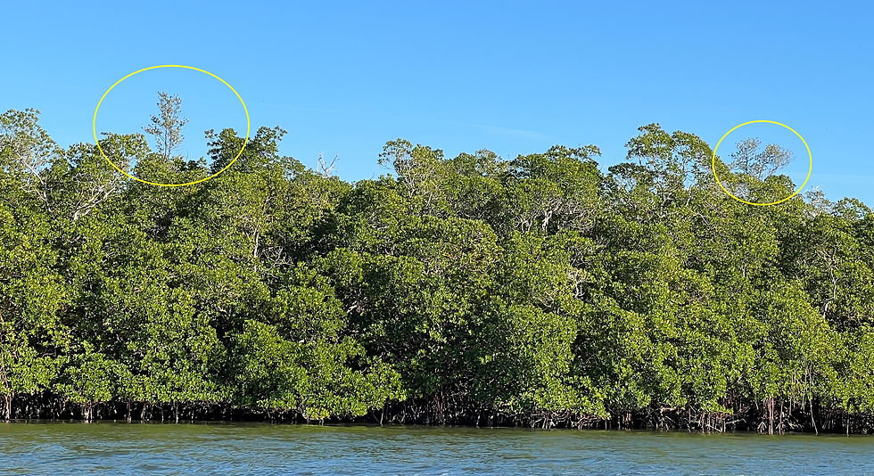 Curious that these tall black mangroves withstood the storm, but others of the same height didn't.