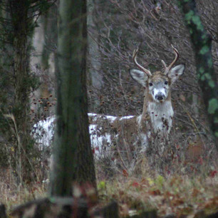 Deer Shot.jpeg
