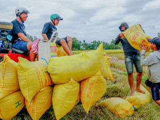 The reason for Vietnam's export rice price plummeted