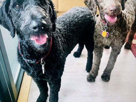 Colorism and Resilience: Lessons from a Dog's Perspective