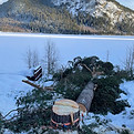 Trefelling, felling av tre