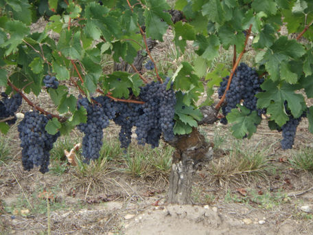 13 sept - Étape 58: Des cyclos et de la vigne