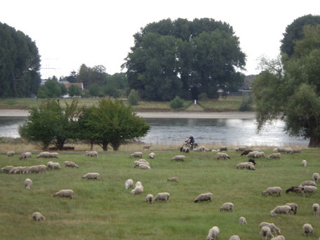 31 août- Etape 45: Promenade au bord du Rhin
