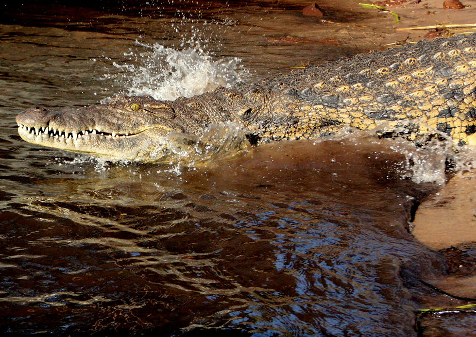 Kasane - Zambezi River