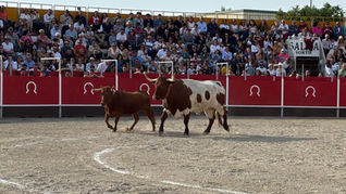 FRENTE COLONO CAMPEÓN DEL CONCURSO DE ROSCADEROS DE TAUSTE