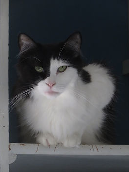 Fluff has a sponsor and lives at the Animal Friends of Connecticut no-kill shelter.