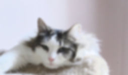 Rufus is a floofy cat sponsored at the AFOC no-kill shelter.