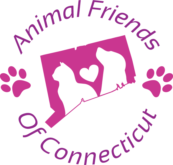 Cat & Kitten Adoption | Animal Friends of Connecticut