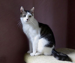 Evan is a handsome cat being sponsored at the Animal Friends of Connecticut no-kill shelter that is available for adoption.